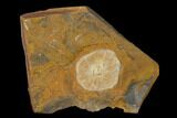 Fossil Winged Walnut (Juglandaceae) Fruit - North Dakota #133040-1